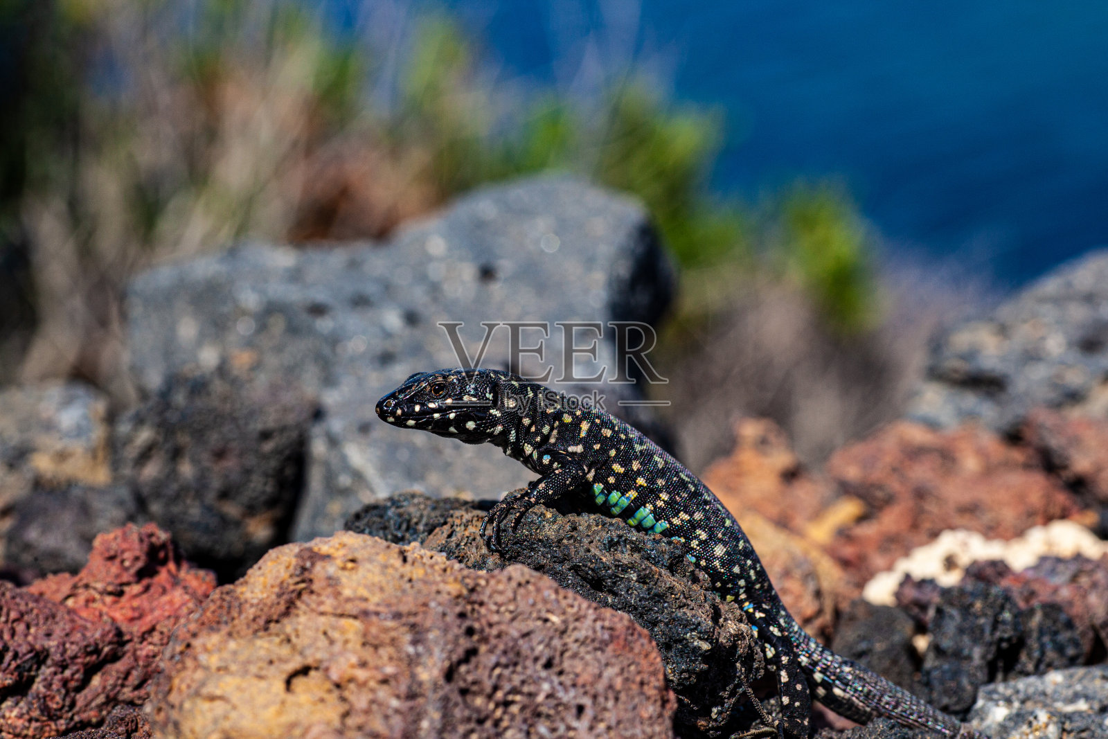 利诺萨熔岩石上的filfola蜥蜴或马耳他壁虎的特写照片摄影图片