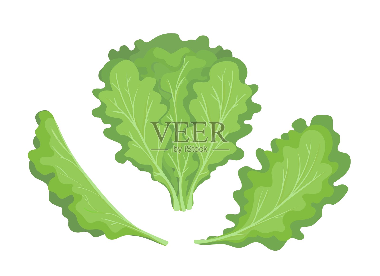 绿色的生菜叶子插画图片素材