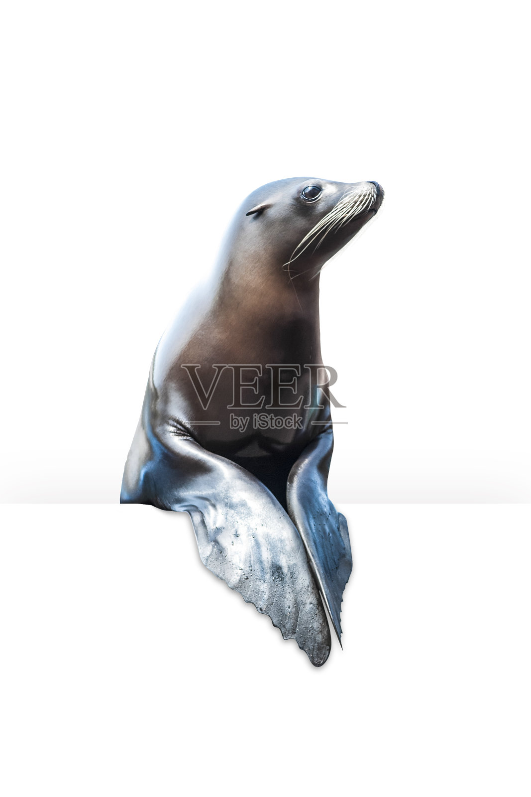 棕海豹孤立旗照片摄影图片
