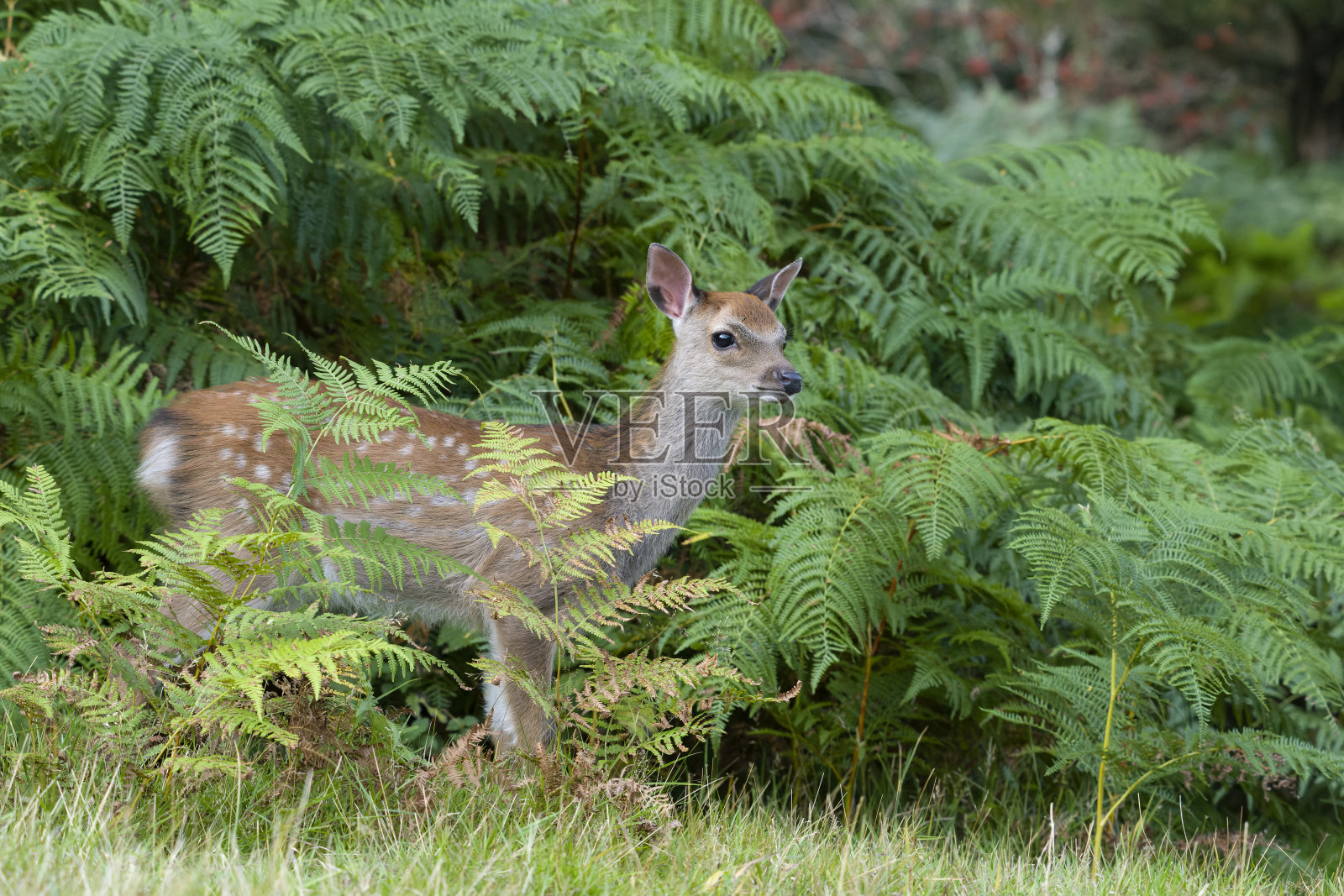 梅花鹿，赤鹿照片摄影图片