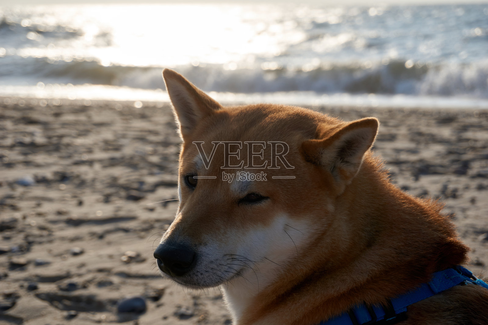沙滩上的芝麻柴犬肖像照片摄影图片