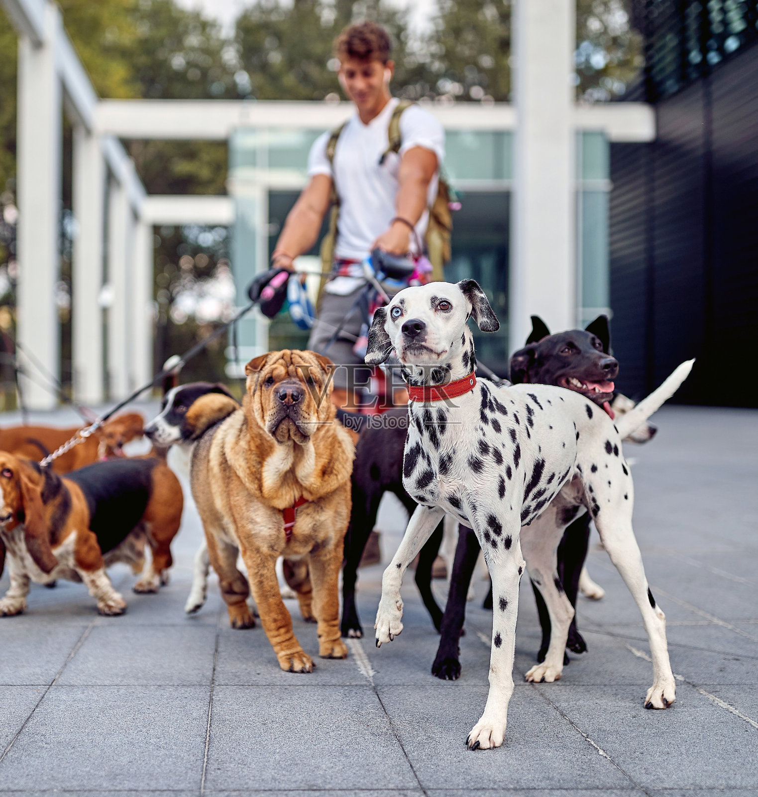 在城市工作的年轻男性遛狗者;遛狗者的生活方式照片摄影图片