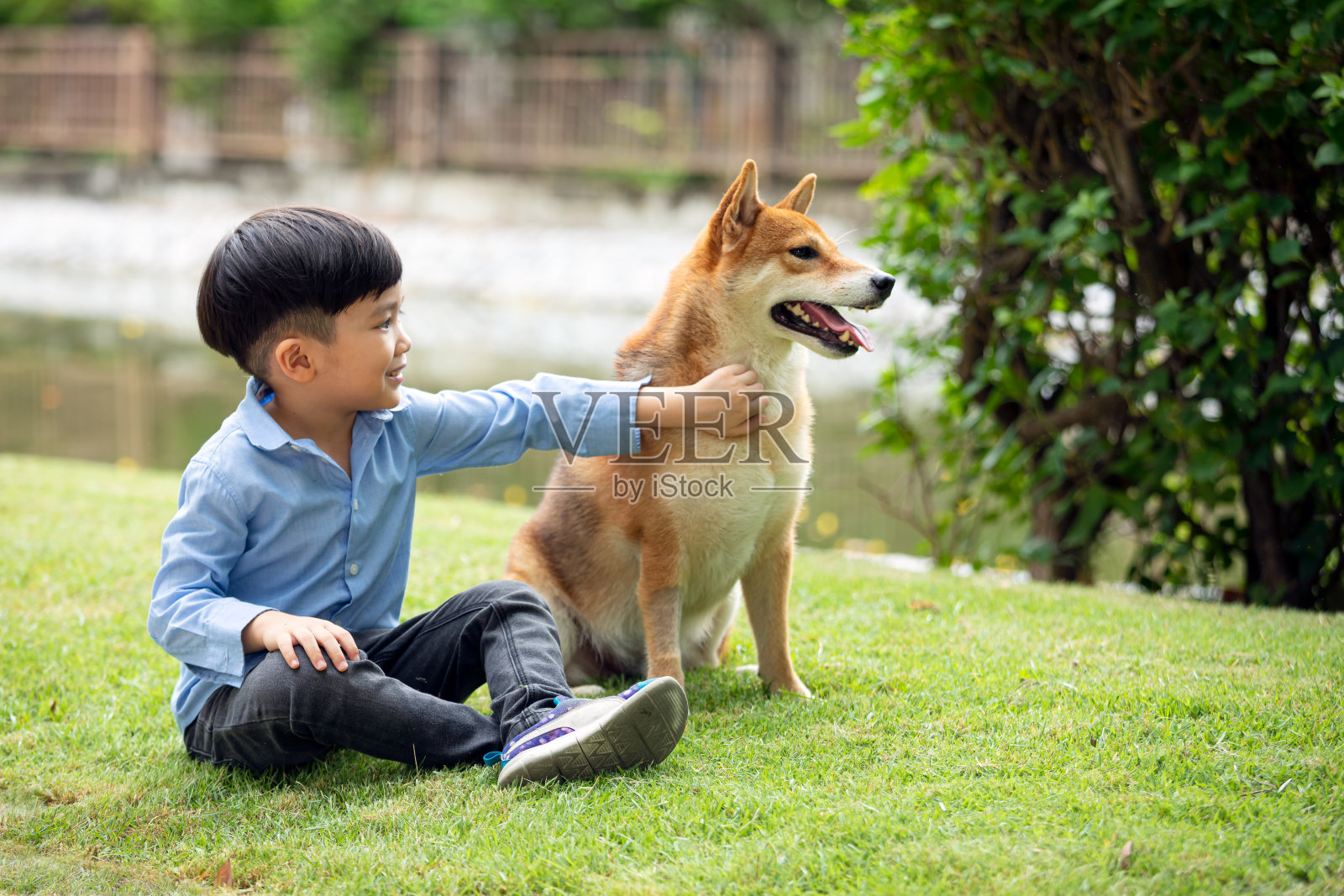亚洲男孩坐着和柴犬一起玩照片摄影图片