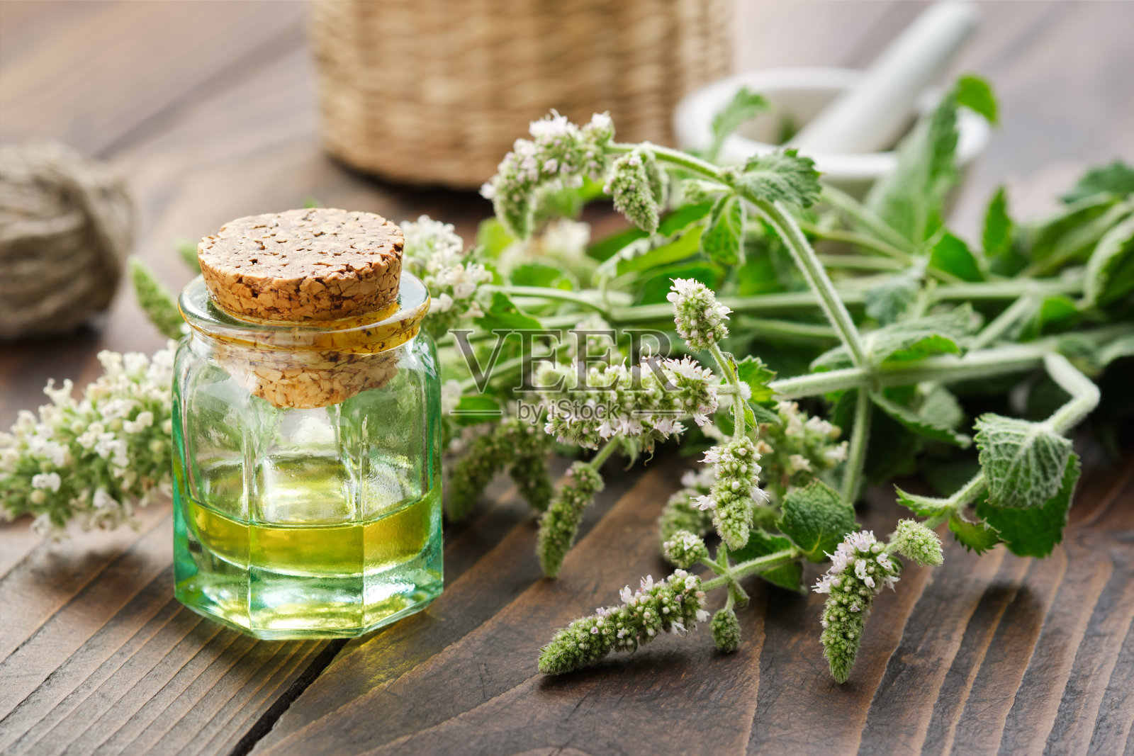 一瓶薄荷精油，酊剂或输液和开花薄荷植物。替代草药。芳香疗法。照片摄影图片