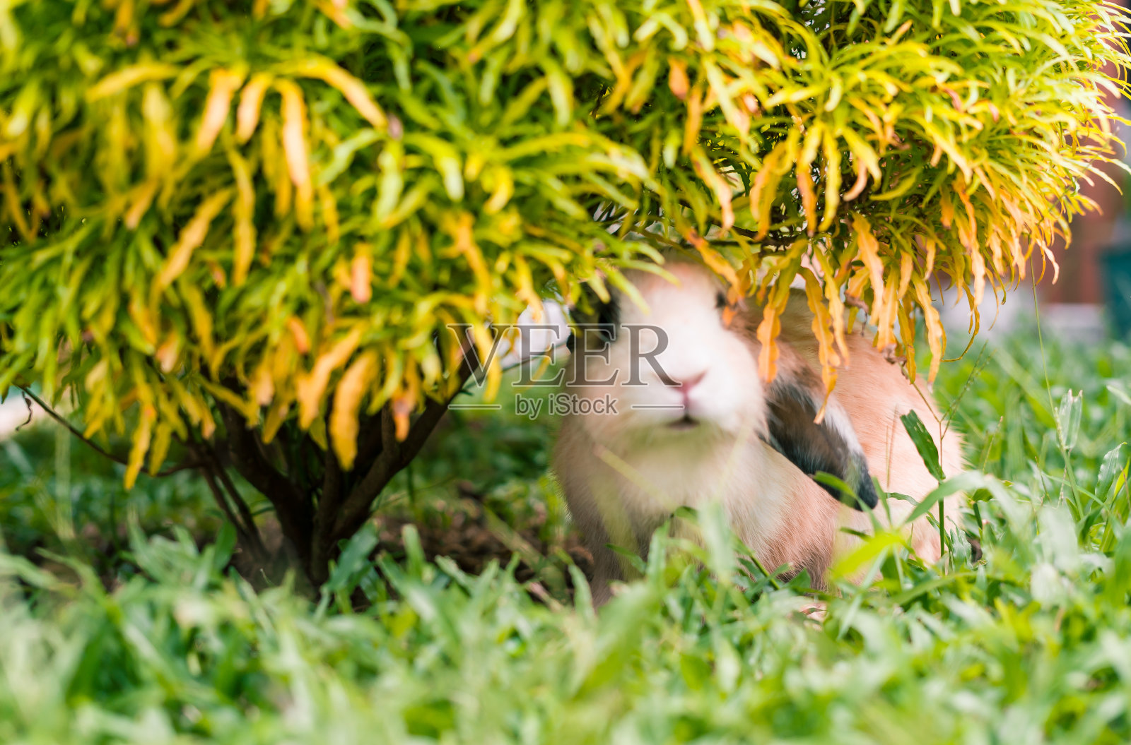 小白兔躲在小树上照片摄影图片