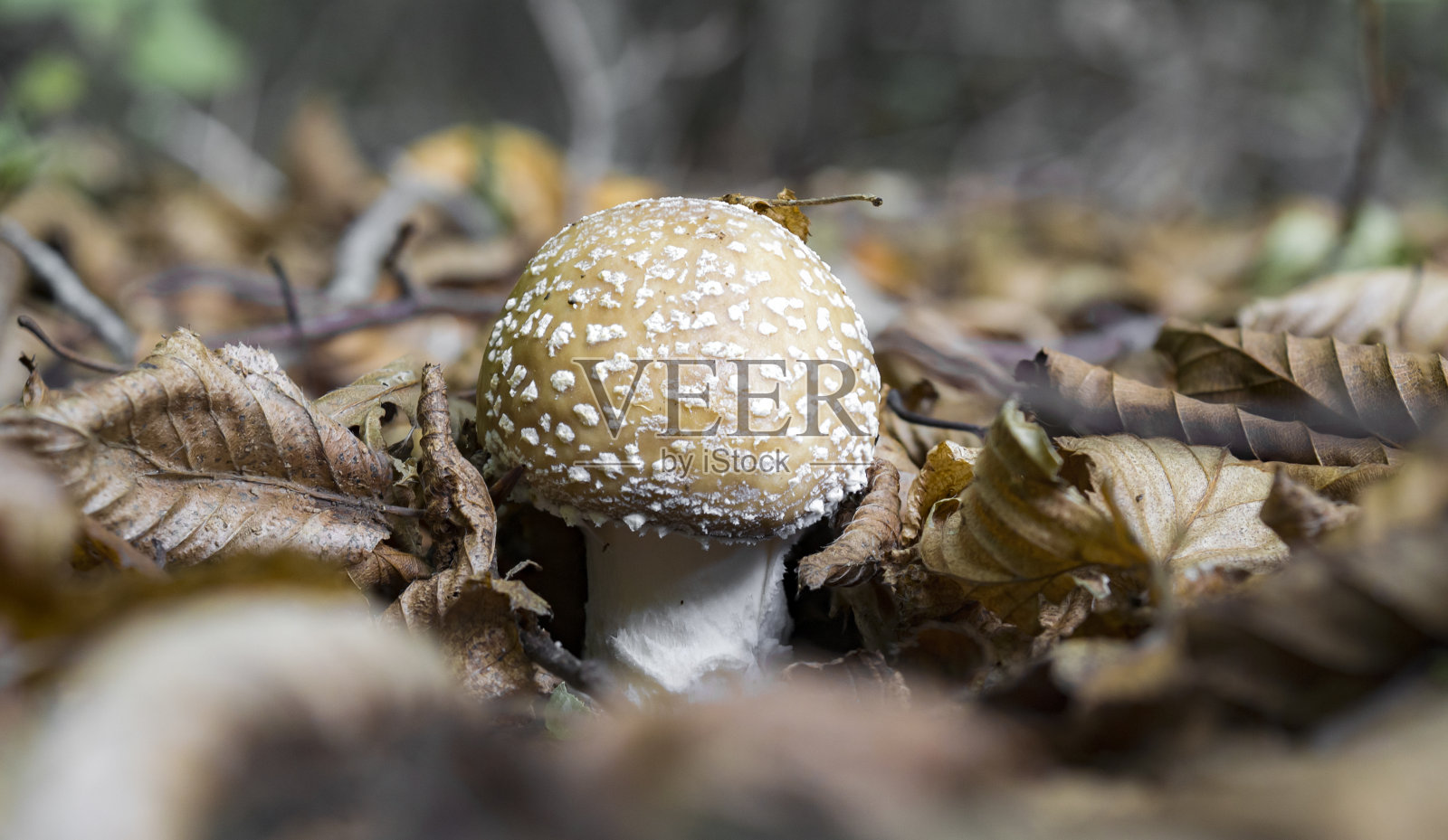 白毒伞，黑豹帽，有毒野生蘑菇照片摄影图片