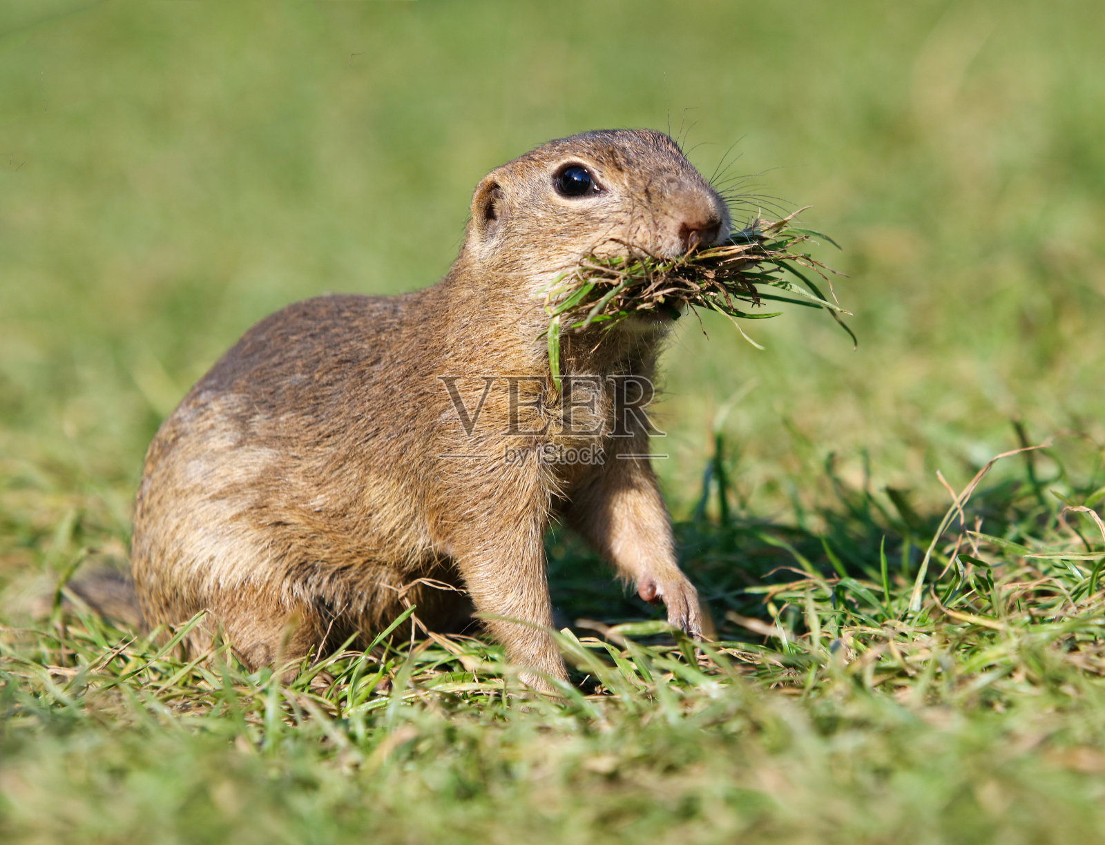 欧洲地松鼠以绿色草地上的黄精为食照片摄影图片