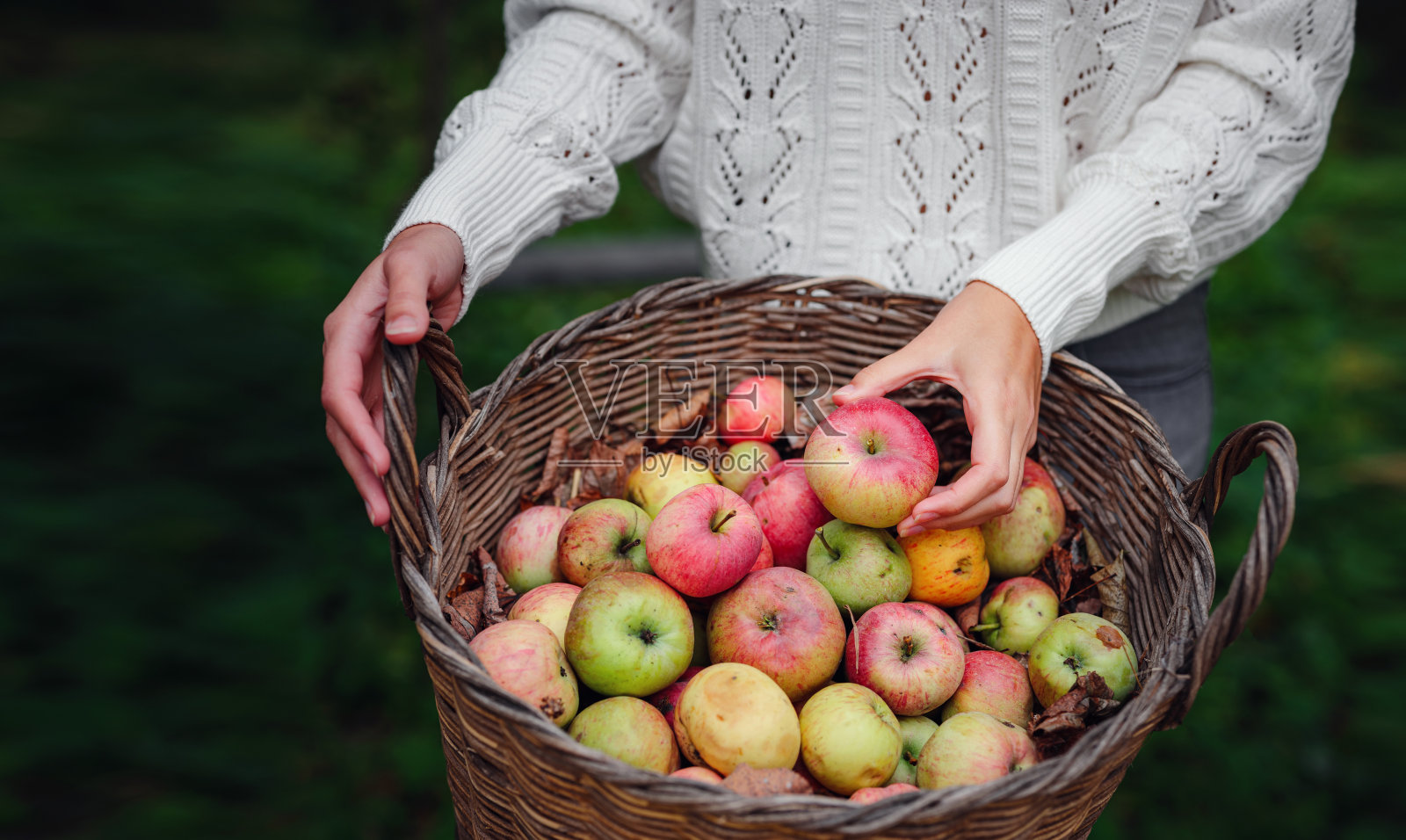秋天的乡村-拿着柳条篮子收割苹果的妇女照片摄影图片