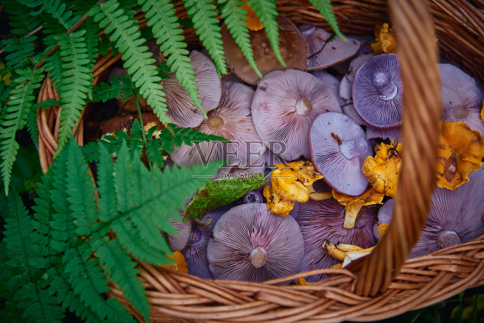 柳条篮子里五颜六色的蘑菇。照片摄影图片
