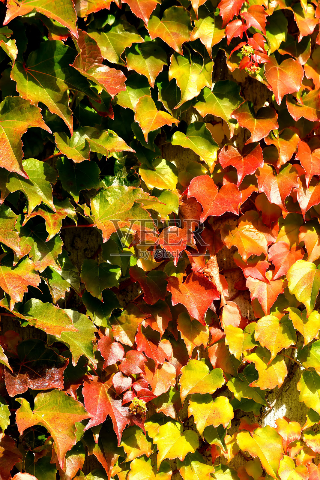 在背光下，秋色的野葡萄酒叶子照片摄影图片