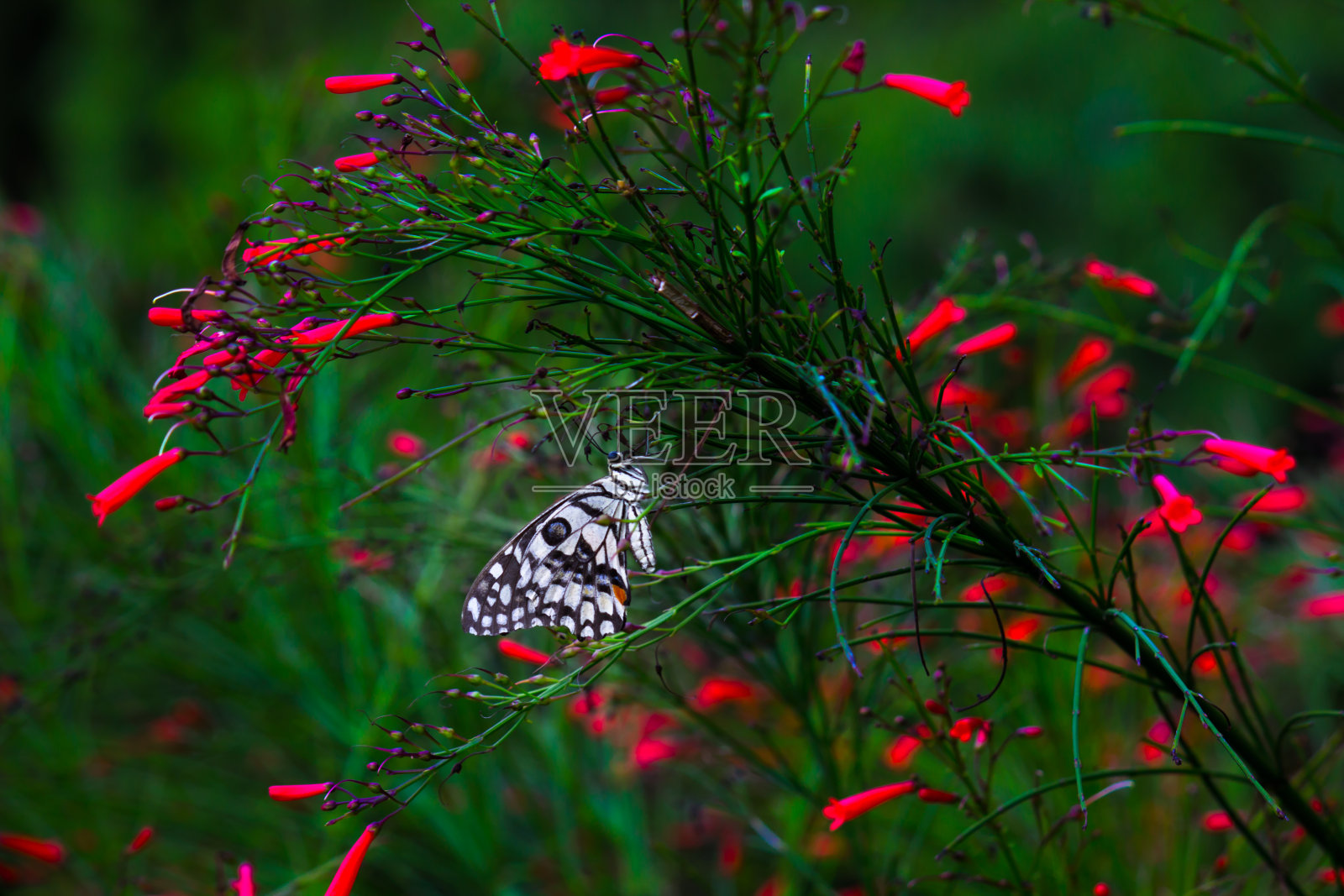 大眼凤蝶是一种常见的青蝴蝶和广泛分布的燕尾蝶。它也被称为柠檬蝴蝶和格子燕尾蝶，在春天栖息在花卉植物上照片摄影图片