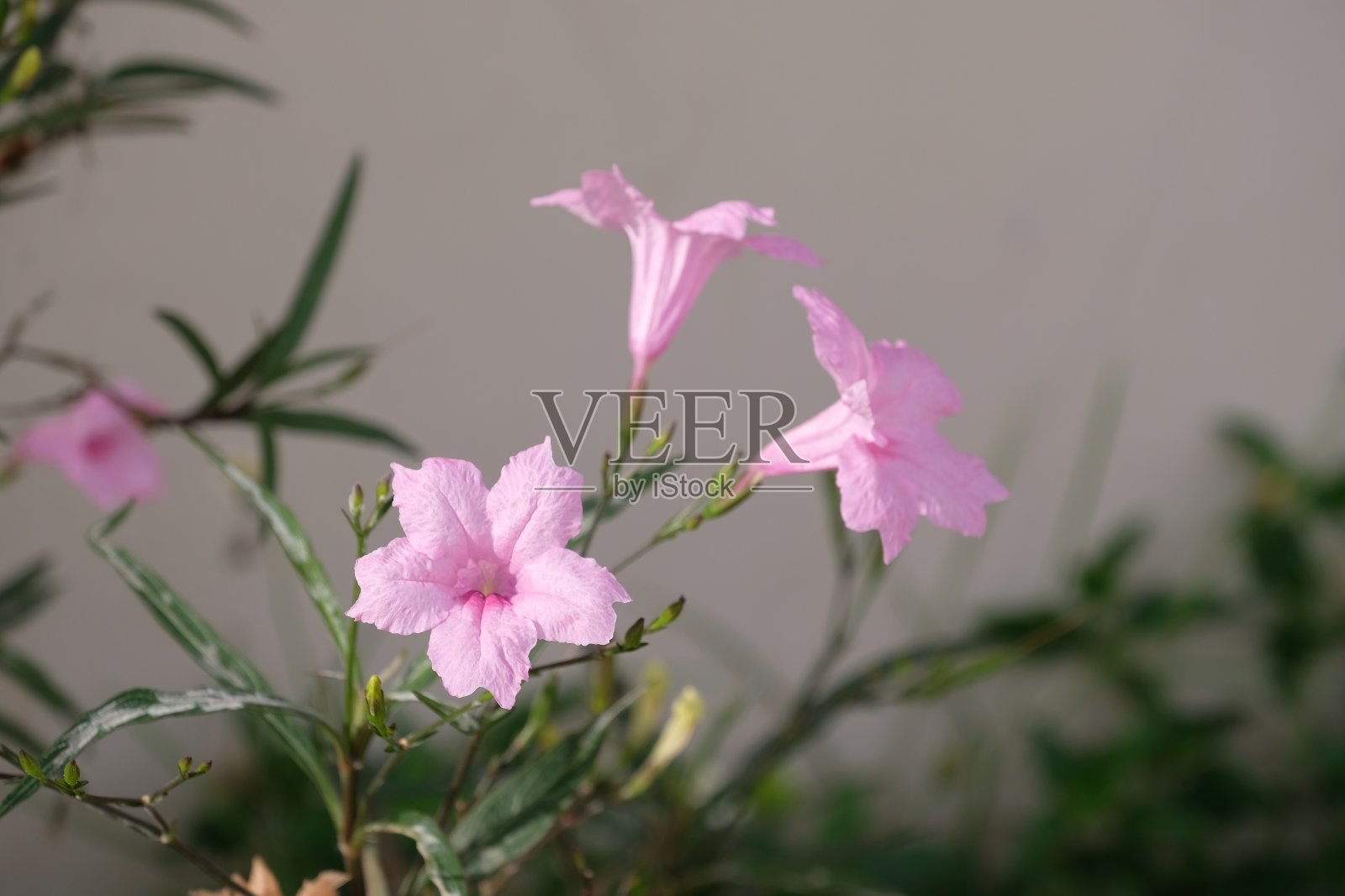 粉红的水卡侬花，爆豆荚或饼干植物照片摄影图片