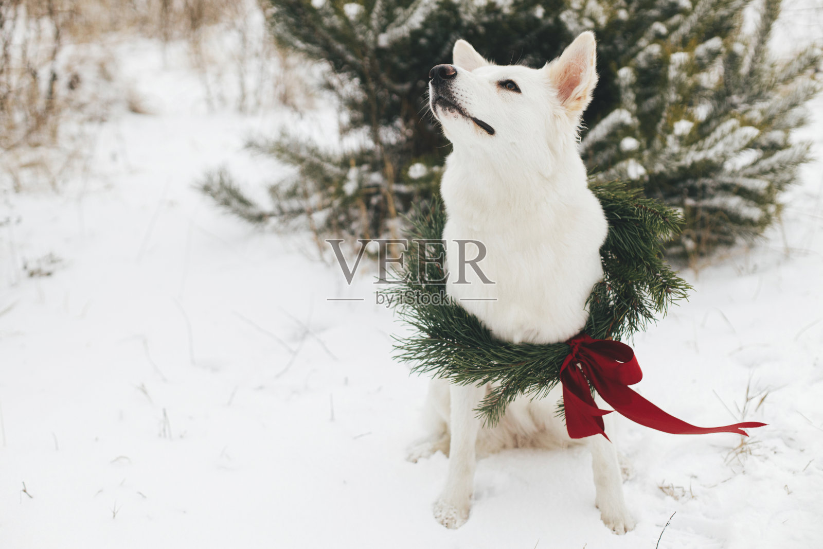 圣诞快乐!可爱的小狗在圣诞花环里坐在雪地里过冬。可爱的白色狗的肖像在时尚的圣诞花环与红色的蝴蝶结在雪松树。农村的寒假照片摄影图片