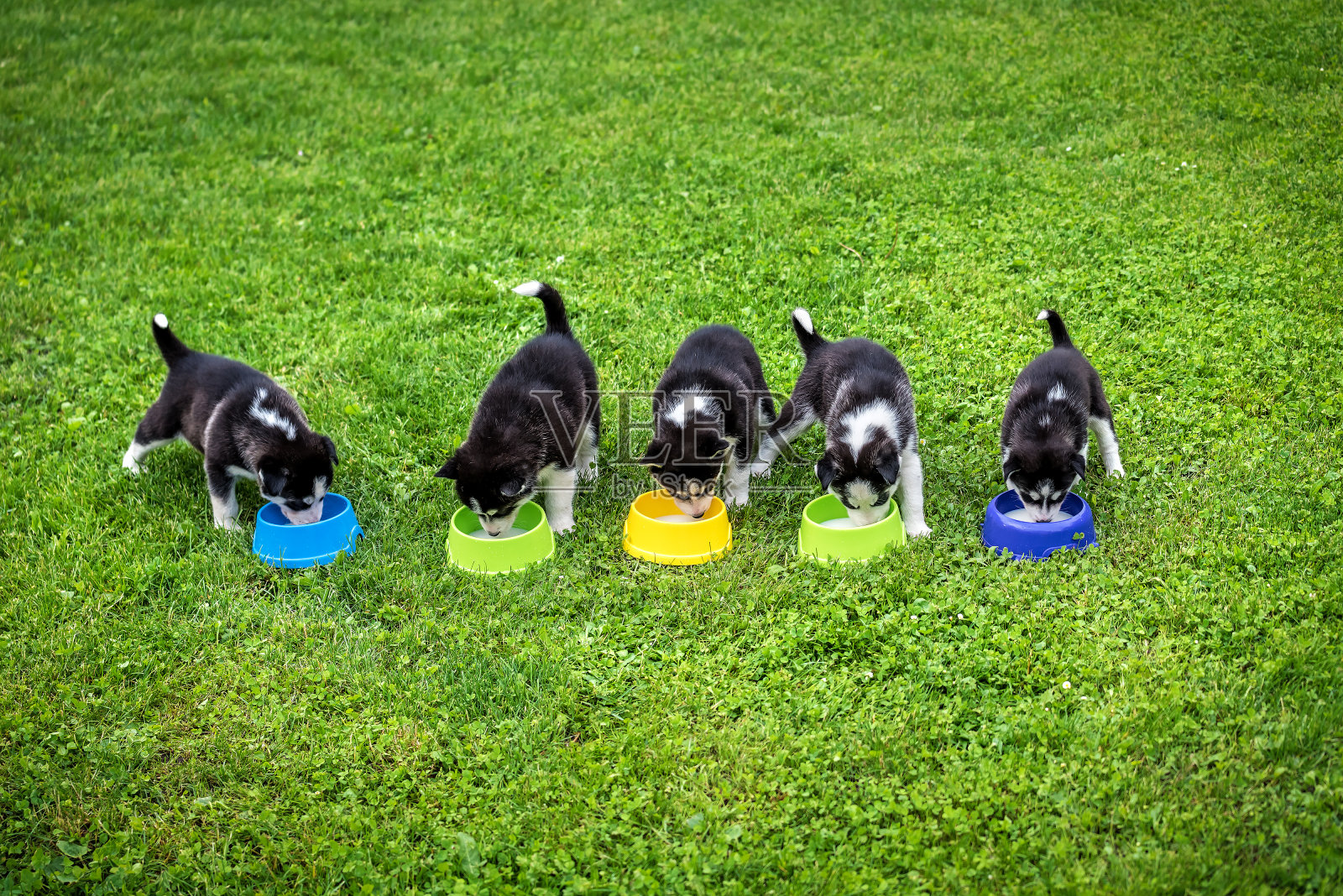 五只哈士奇小狗从碗里吃东西照片摄影图片