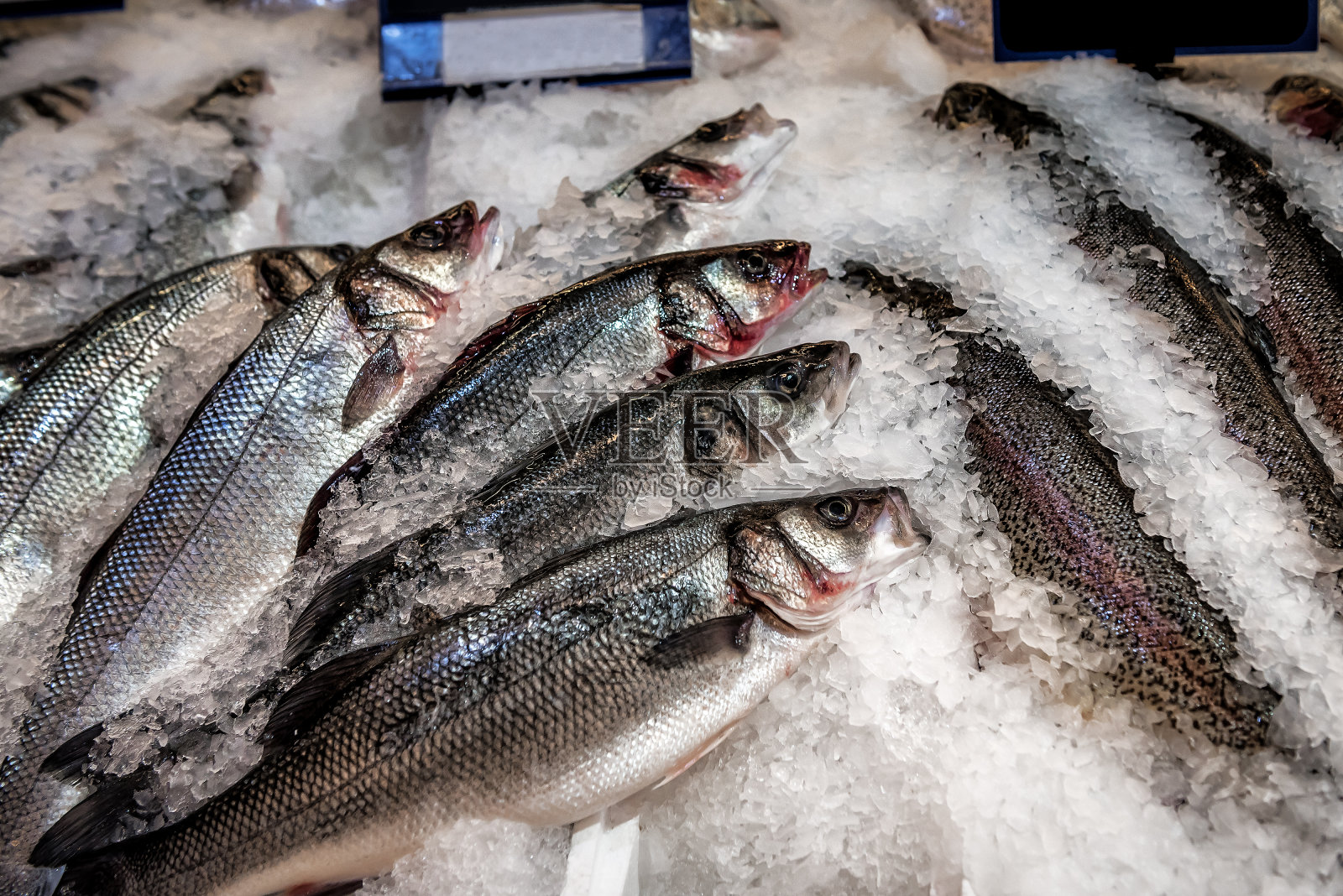 鱼市场上冰镇的鲈鱼照片摄影图片