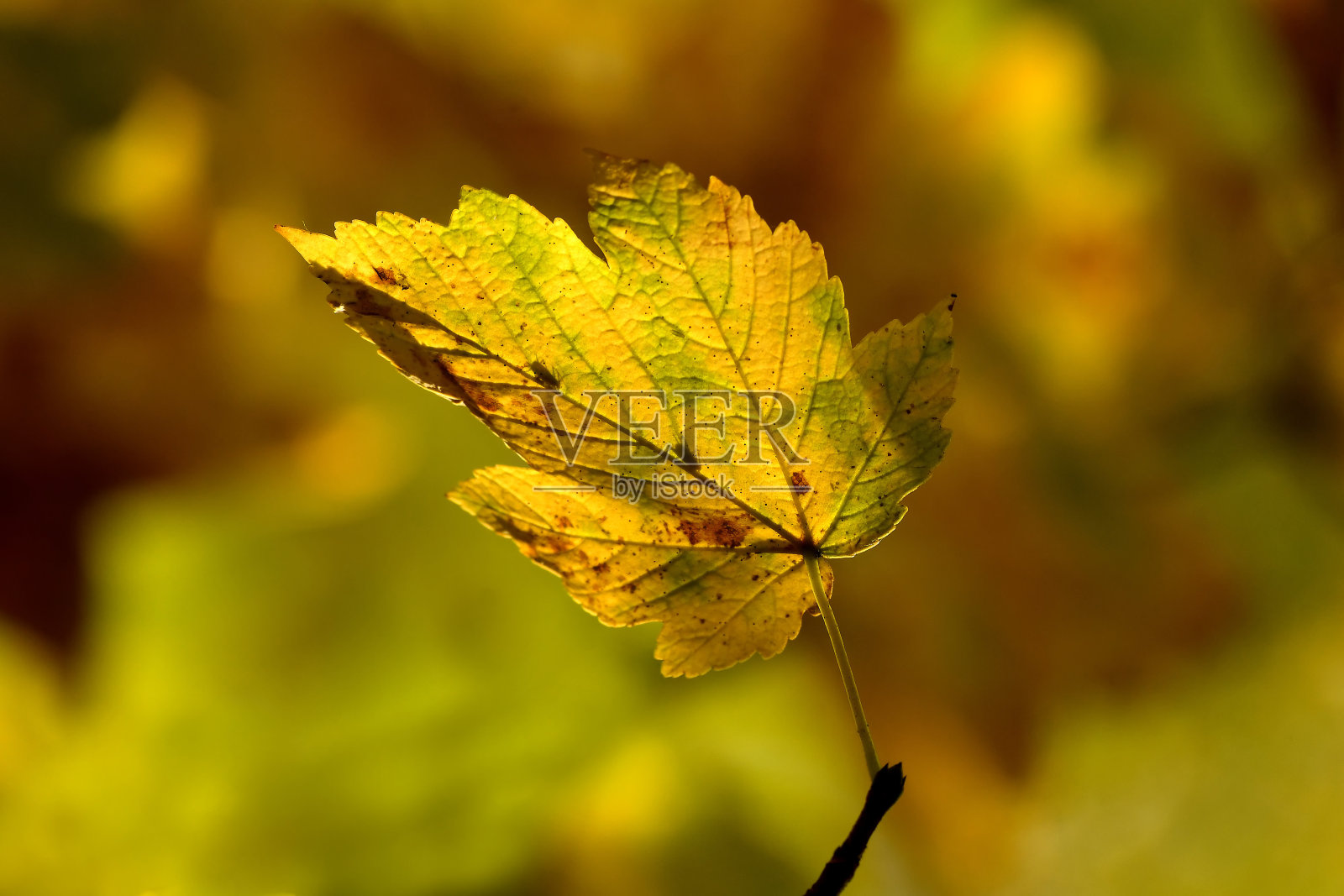 秋天的彩色枫叶背光在树上照片摄影图片