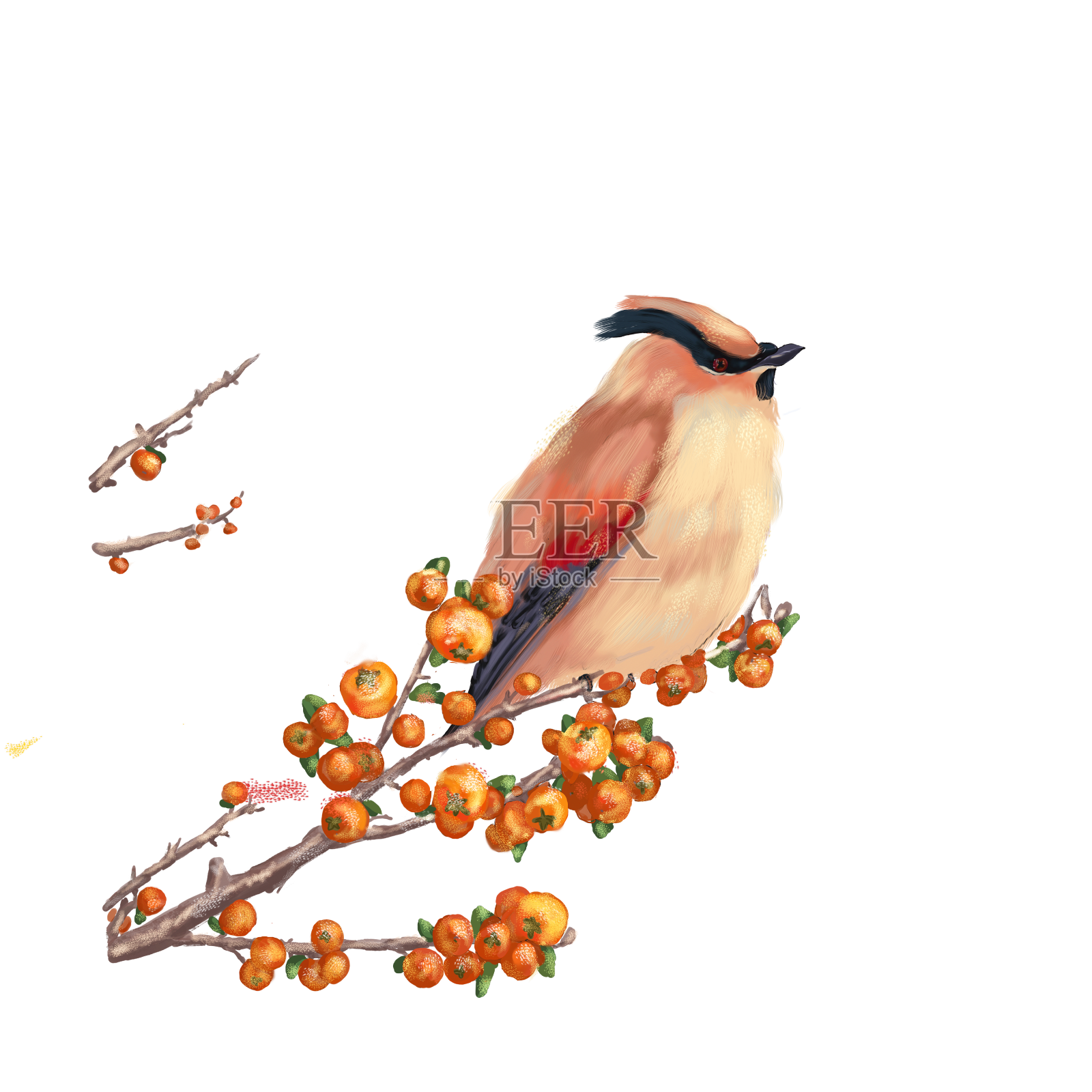 霜降果子鸟秋天设计元素图片