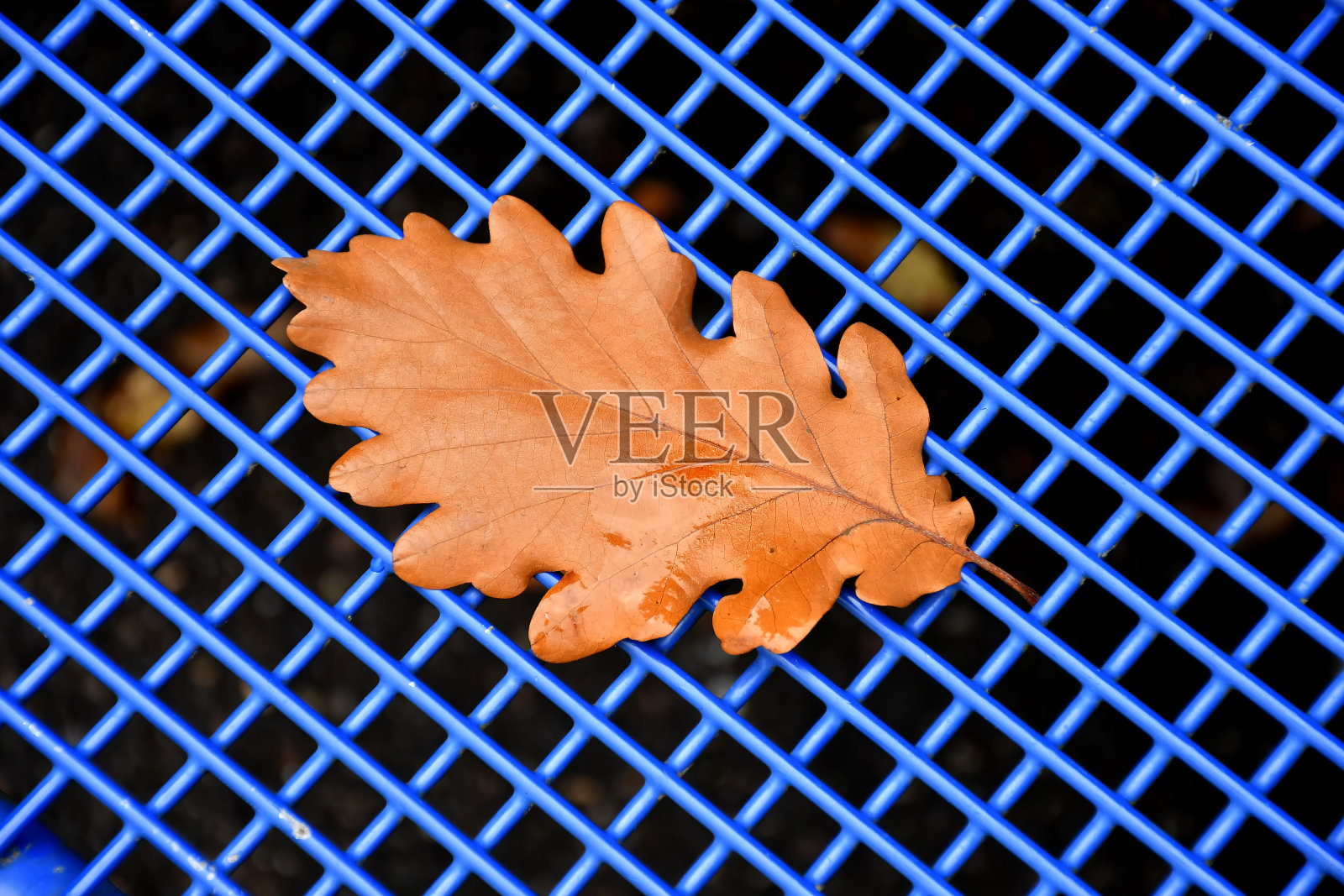 秋天的彩色山毛榉叶子在蓝色网格座位照片摄影图片