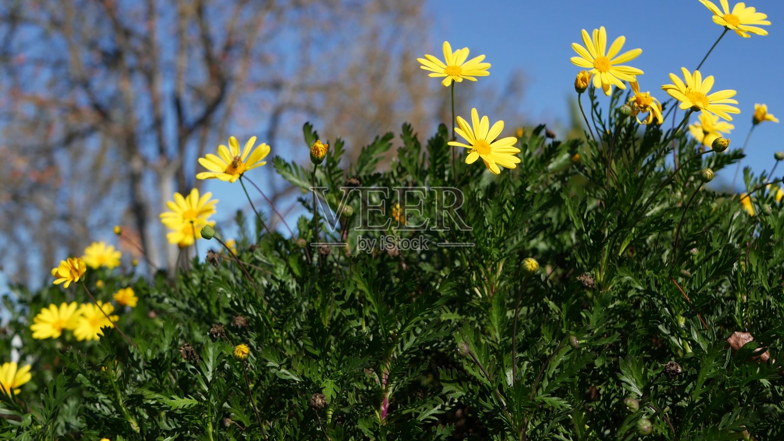 黄色雏菊花盛开，在加利福尼亚的家庭园艺，美国。自然植物近距离背景。凤仙花在春天新鲜的花园里盛开。春天的植物群，菊科灌木在软焦点。照片摄影图片