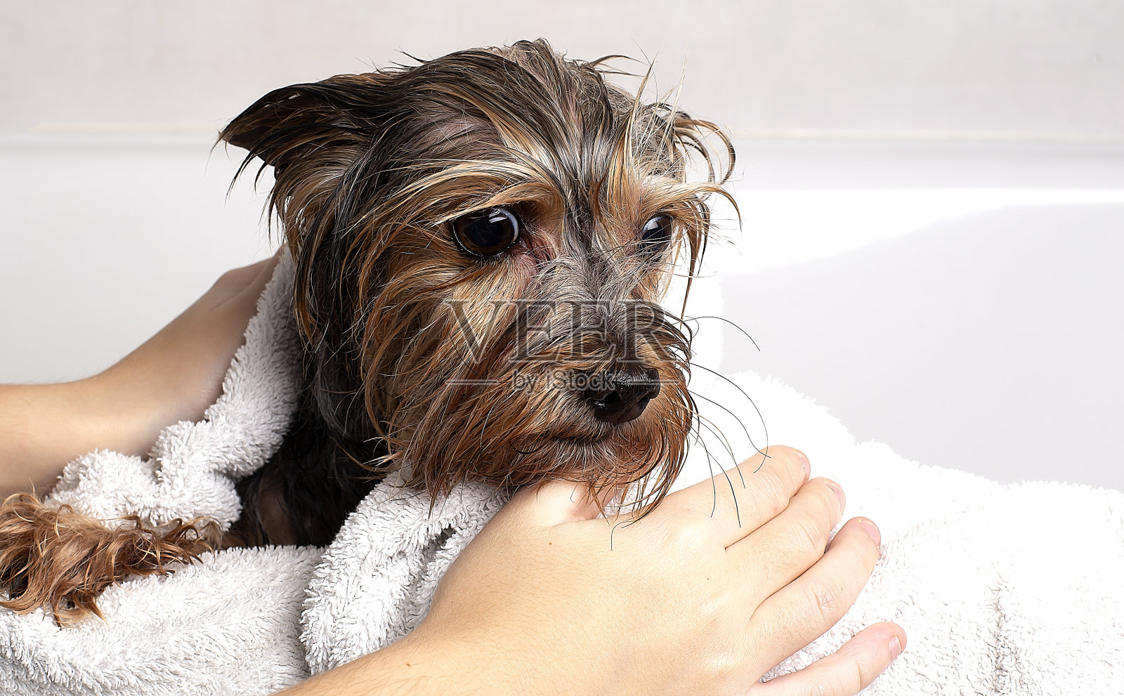 一只裹着毛巾的狗躺在浴室里。约克夏犬在家里的浴室里。照片摄影图片
