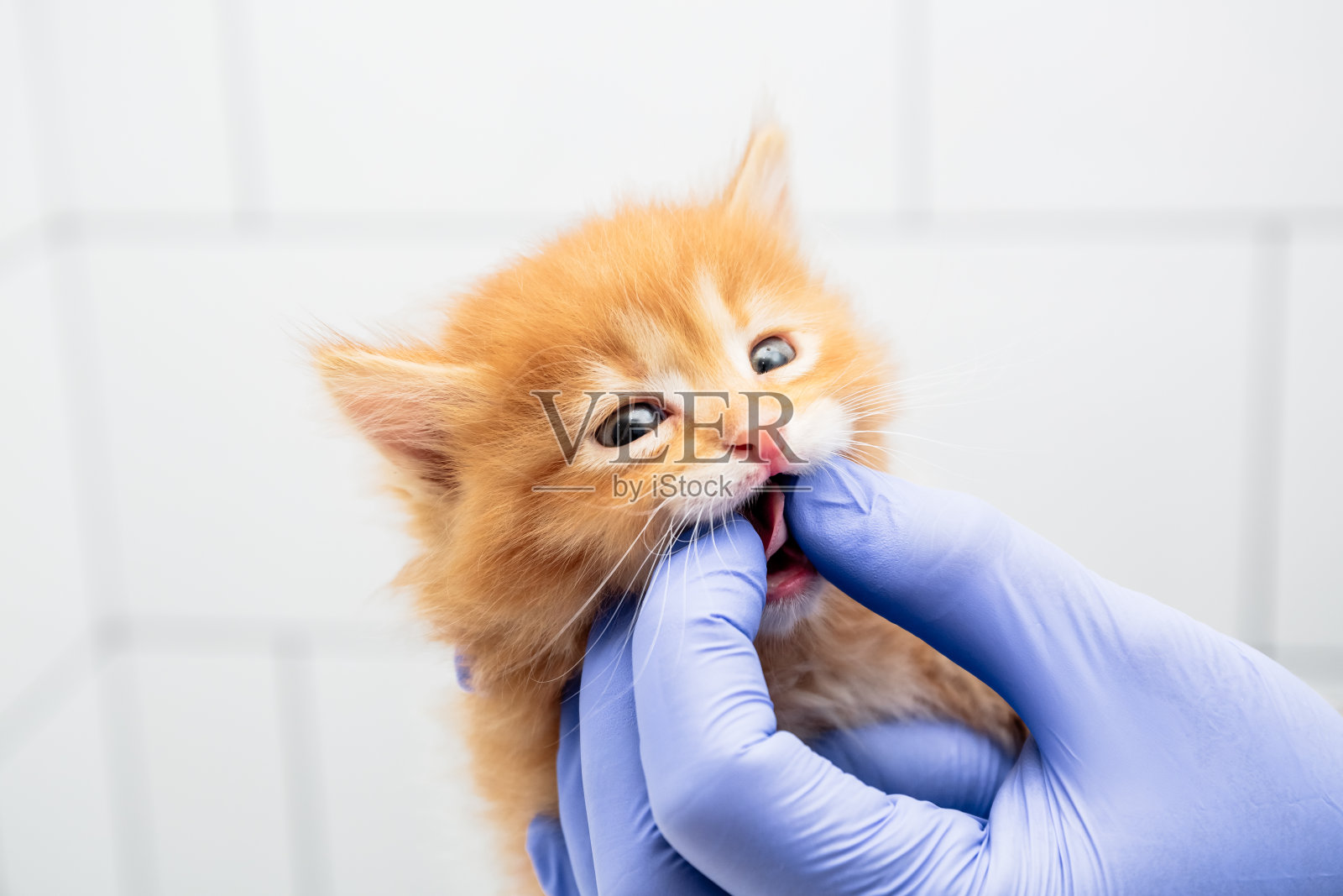 兽医在一个隔离在白色背景上的兽医诊所检查一只猫的嘴和牙齿。照片摄影图片