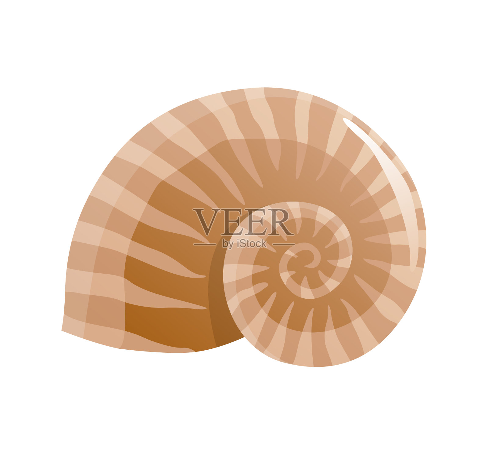 海贝壳。五颜六色的热带贝壳水下图标。卡通的海洋生物。海贝象征夏天的概念设计元素图片