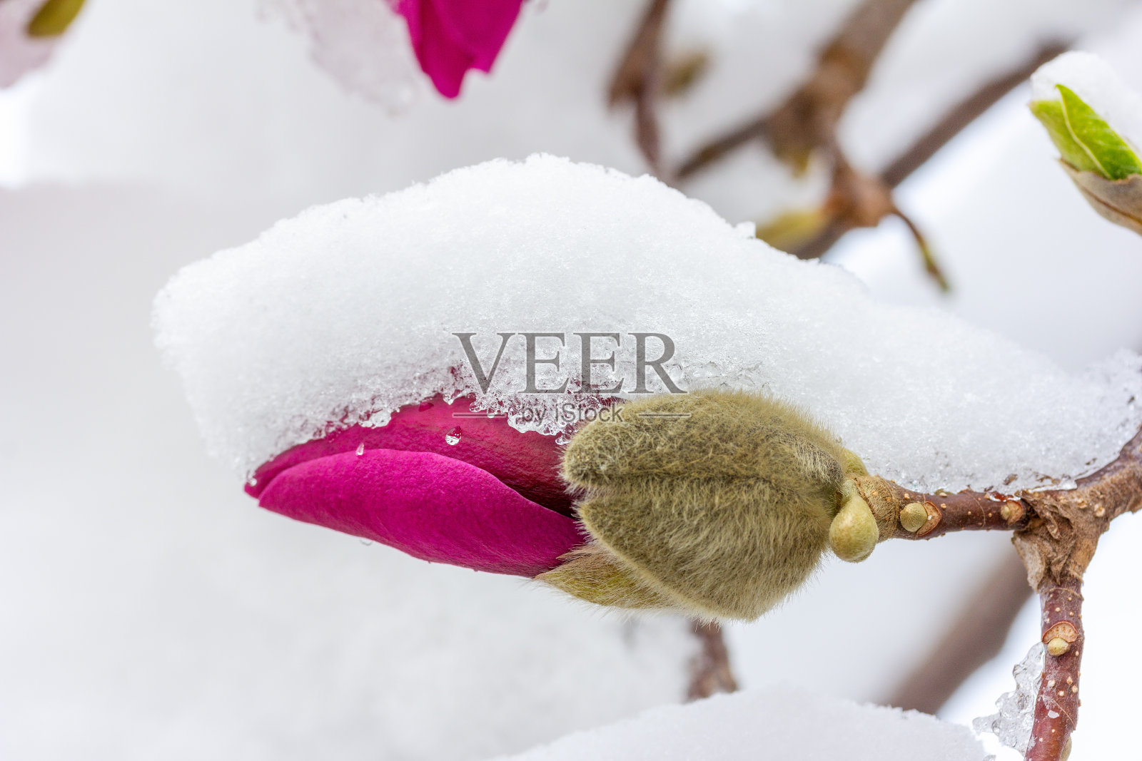 一个盛开的木兰花蕾覆盖在雪近照片摄影图片