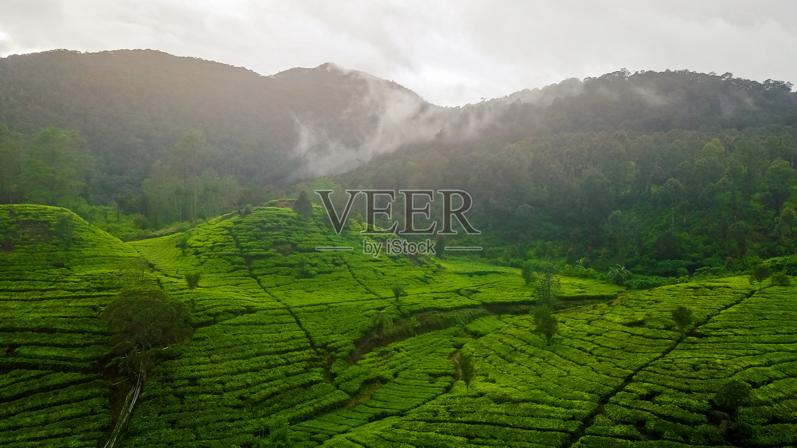 印度尼西亚西爪哇省Ciwidey的群山和丘陵景观。茶园景观，绿色景观。照片摄影图片