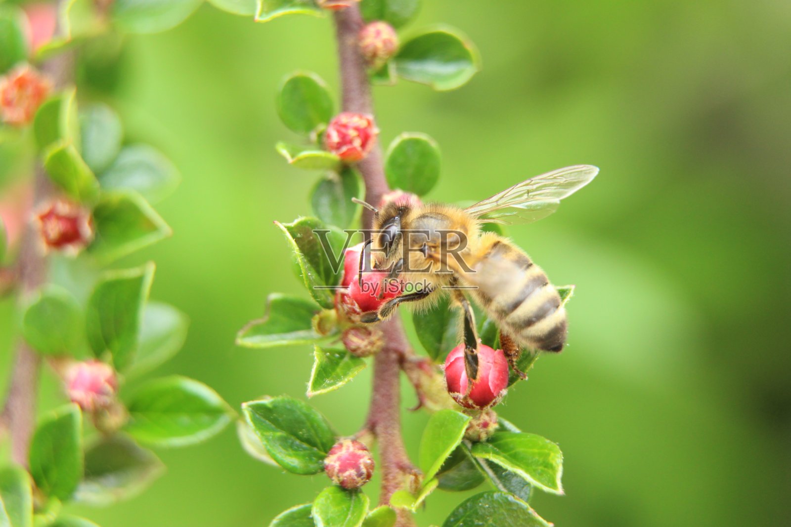 一只寻找花粉的蜜蜂照片摄影图片