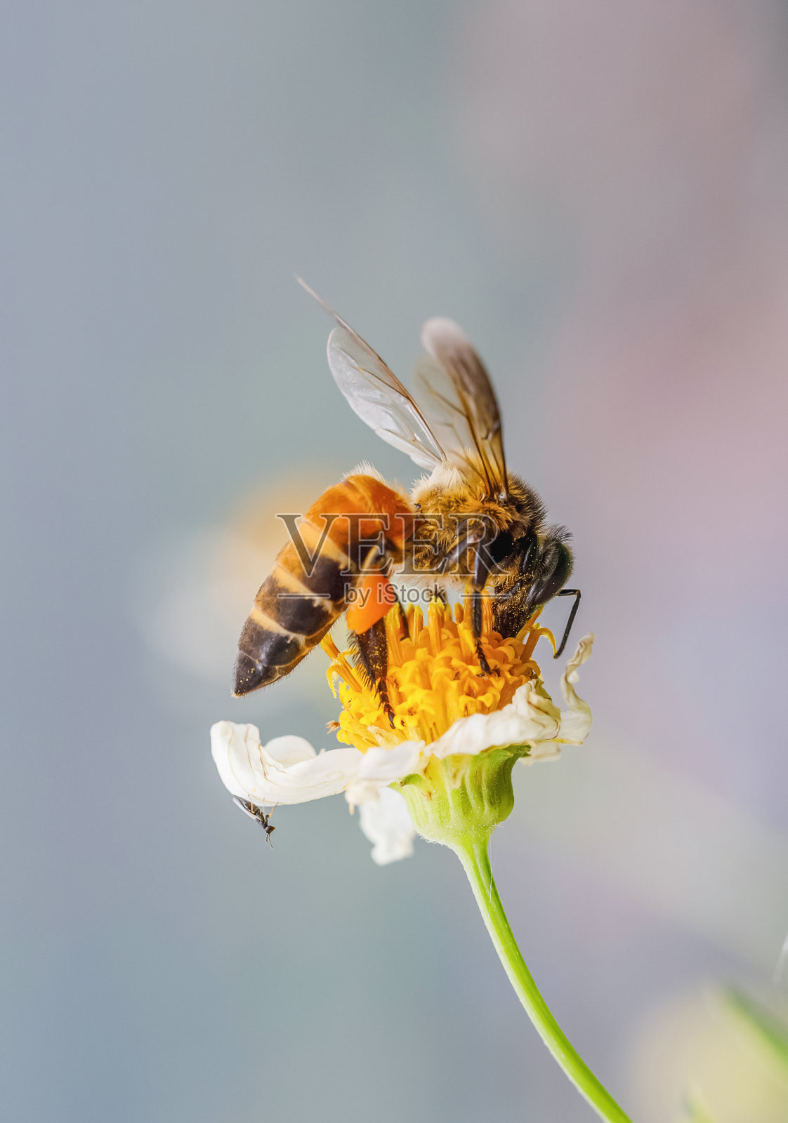 蜜蜂在大自然的花朵上采集蜂蜜-微距摄影系列照片摄影图片