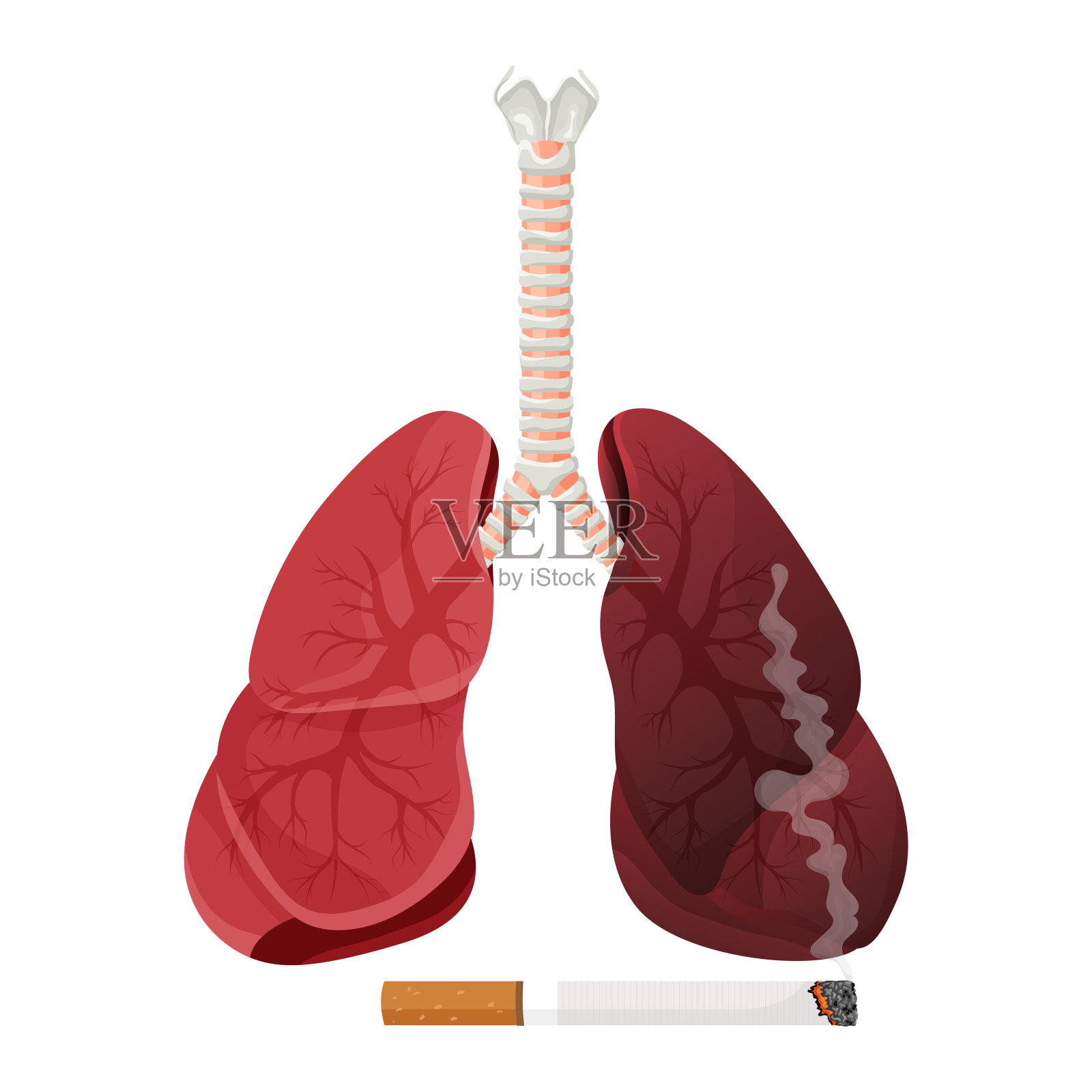 健康肺和吸烟者肺 库存例证. 插画 包括有 医疗, 健康, 女主持人, 癌症, 吸入, 慢性, 胸口, 古铜 - 89041509