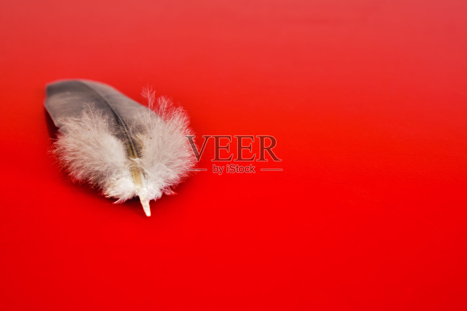 红色背景上的羽毛照片摄影图片