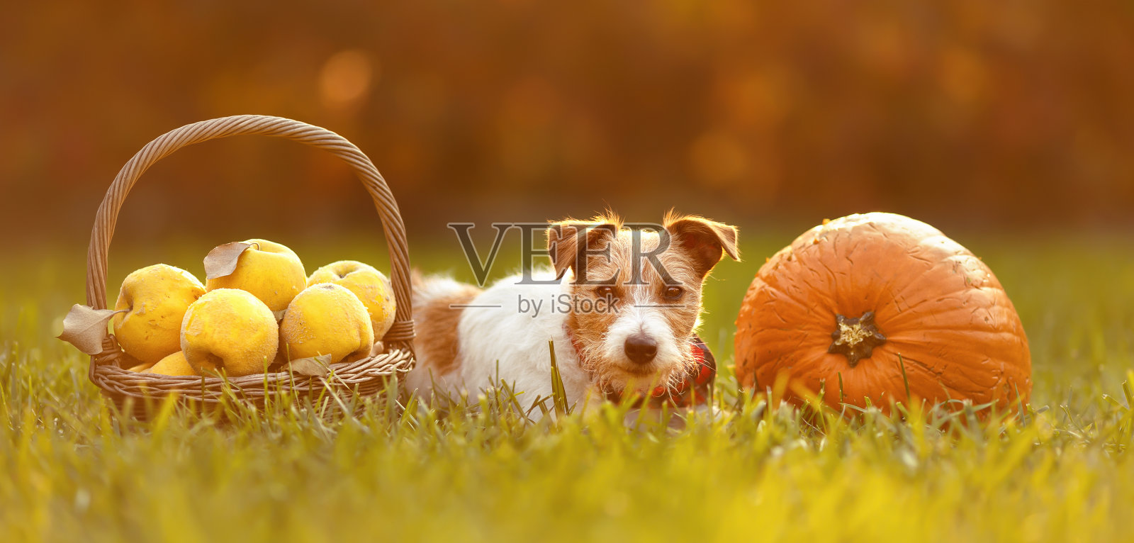 可爱有趣的宠物狗看着秋天秋天木瓜苹果和南瓜照片摄影图片