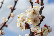 美丽的白杏花在春天的花园。盛开的杏树摄影图片