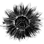 轮廓向日葵花与叶子。黑白艺术手绘花卉插图。草图绘制元素。矢量插图隔离在白色。插画图片