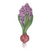 带球茎的紫色风信子。这幅插图是水彩的，孤立在白色的背景上插画图片