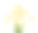 孤立在白色背景上的洋甘菊。断路素材图片