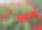 五颜六色的盆栽天竺葵栽培素材图片