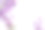 白色背景上的紫罗兰兰素材图片