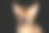 阿比西尼亚猫孤立的黑色背景素材图片