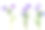 淡紫色三色堇花收集孤立在白色上素材图片