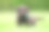 棕色拉布拉多猎犬幼犬素材图片