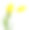 两株黄色的郁金香孤立在白色的上面素材图片