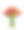 彩色郁金香在一个玻璃花瓶孤立在白色的背景素材图片