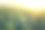 鸟瞰日出时宽阔的松林素材图片