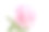 粉红色的牡丹花，叶子孤立在白色背景上。素材图片