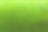 绿色的新西兰蕨类植物素材图片
