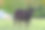 安格斯牛在绿色牧场-水平素材图片