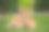 梅花鹿坐在草地上素材图片