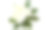 白玉兰花孤立在白色上素材图片